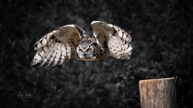 Midnight Rendezvous.jpg