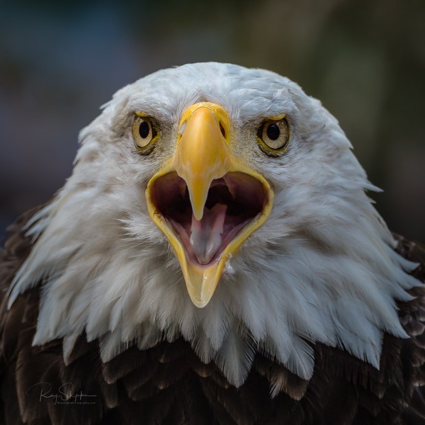 Up close and personal